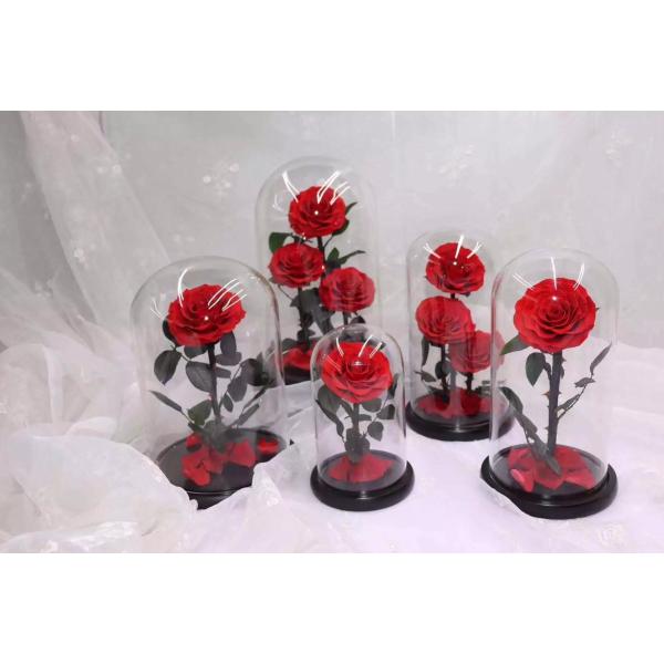 Forever Real Rose Everlasting Flower Preserved Fresh Flower Live Enchanted Rose in Glass Dome Cover with Gift Box rose