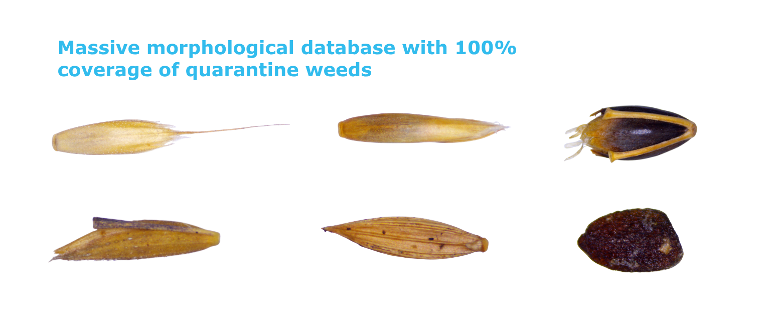Al Quarantine Weed Seed Identification System