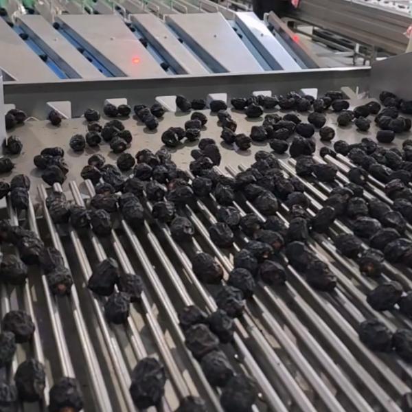 High-capacity Dates Sorting Machine, High Performance, 6 lanes+10 outlets, 1.8 Tons per hour, Multi-exit
