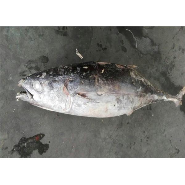 Тунец желтопра чистого веса очень вкусный 5kg 7kg 100% свежий