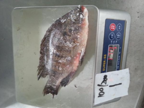 Frozen Tilapia Whole Round Size 100-200
