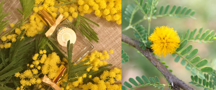 Free Sample Home Diffuser Fragrance Mimosa Fragrance Oil For Reed Stick &Cold Scented Candle& Diffuser Fragrance Making/Production