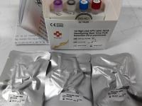Detecção média Kit Lyophilized do PCR do risco do risco elevado 16+18 do genótipo 2+12 de HPV