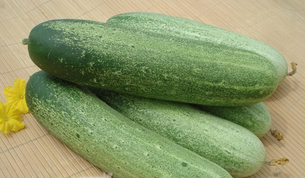 CU05 No.903 high yield bulk wholesale f1 hybrid smooth cucumber seeds in vegetable seeds supplier