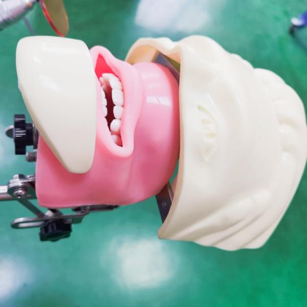 Стоматологическая школа Фантомная голова для студентов-стоматологов