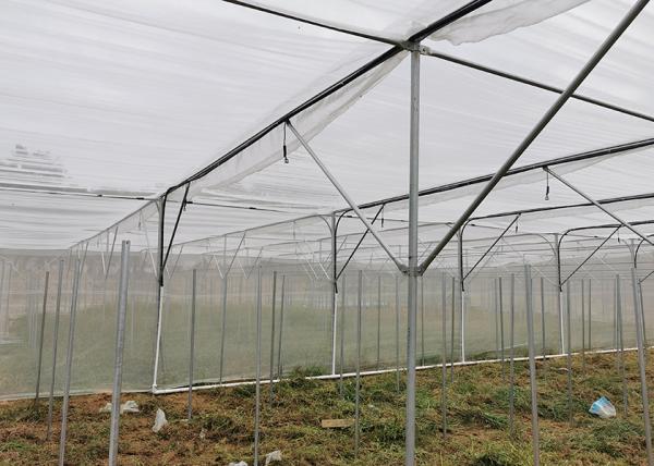 Multi Span Shade Net Greenhouse Rustproof For Strawberry And Mushroom