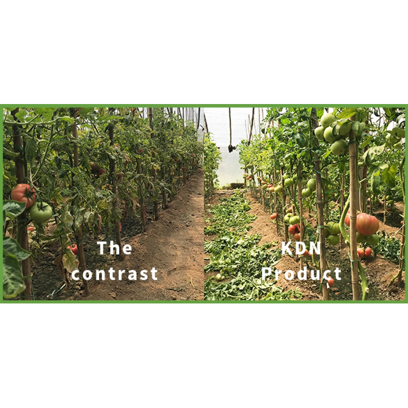 Crop Agricultural Probiotics In Plants Em Bacteria Powder