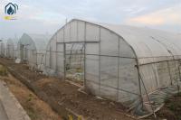 Serre à tunnel simple commercial pour la croissance et la protection des plantes