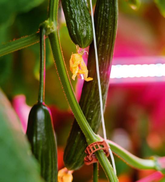 Tomato grow light 50W LED Interlighting IP66 Commercial High Efficiency Greenhouse Grow Lights