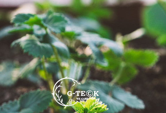 Organic Natural Seaweed Extract Fertilizer Total Water Soluble For Strawberry Plants