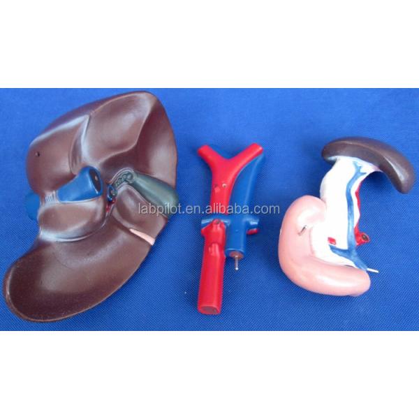 Function Human Liver Medical Anatomical demonstration of Pancreas and Duodenum Model
