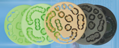 Disco de PMMA de alta calidad Yucera con servicio OEM Materiales dentales para laboratorio dental