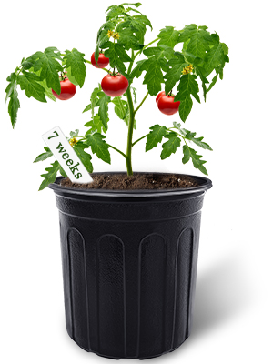 Gallon Plant Nursery Pots,Plastic Pots With Drainage Holes,Garden Flower Container Seedling Pot With White Label For Planting,Cuttings,Transplanting,Home Garden