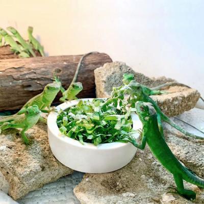 Pet Bowl Prevents Bread Worms Setting Escaping Lizard Ceramic Water Food Dish Reptile