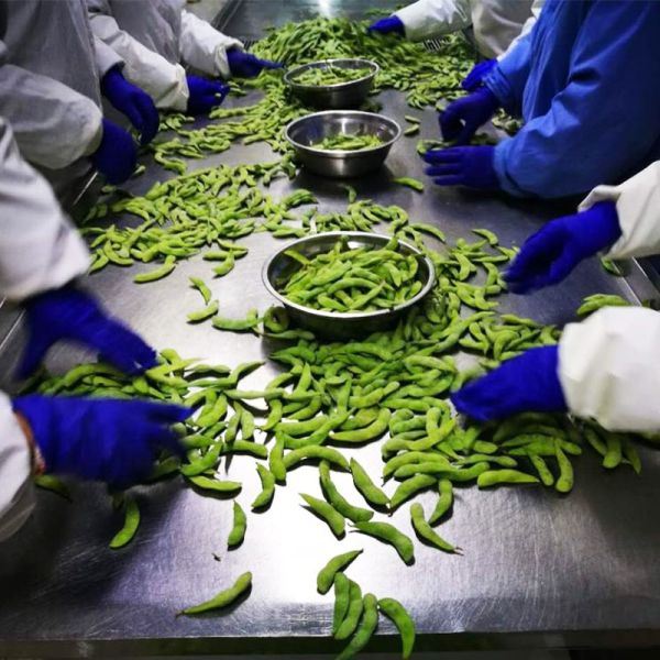 New Crop Frozen Vegetable IQF Frozen Soybean Peeled Edamame Beans With Salt Origin