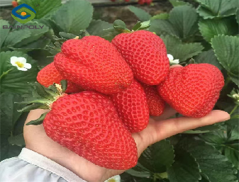 Multi Span Large Tunnel Greenhouse Strawberry Growing Automatic Greenhouse