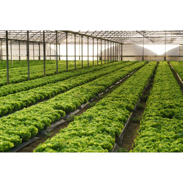 Copper 10% Organic Fertilizer Chelated Amino Acids 25% Green Powder