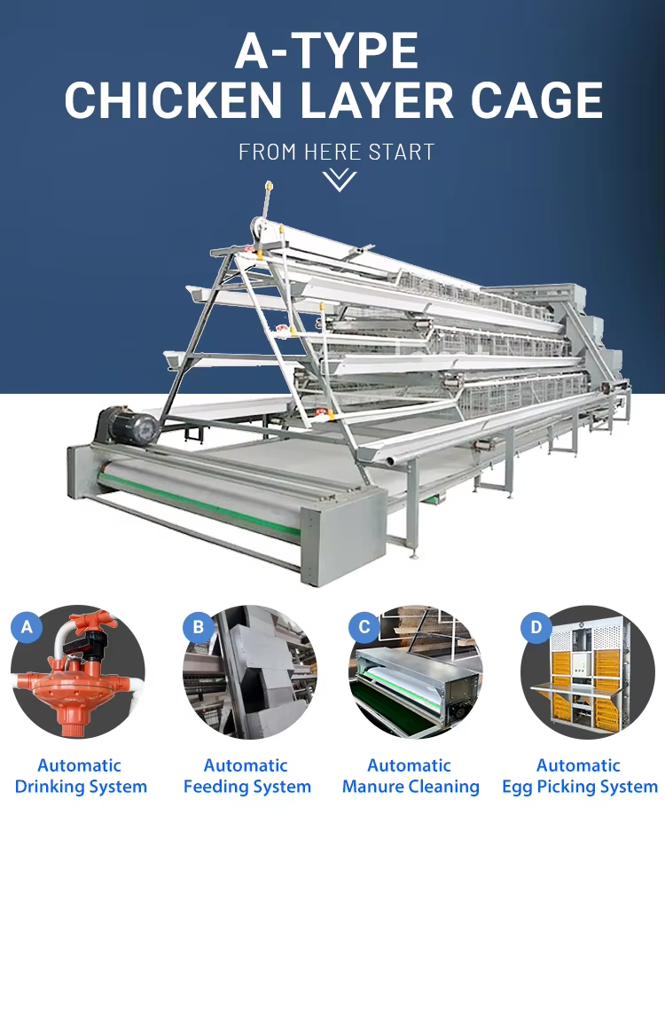 Automatic Galvanized Steel Chicken Poultry Battery Cage with Manure Removal and Customizable Finishes