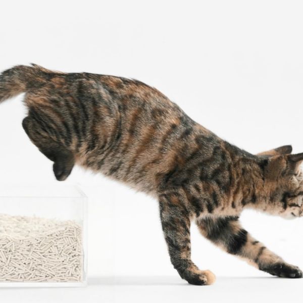 High Absorbent Pet Supply Tofu Cat Litter Low Dust Quick Clumping Natural Formula