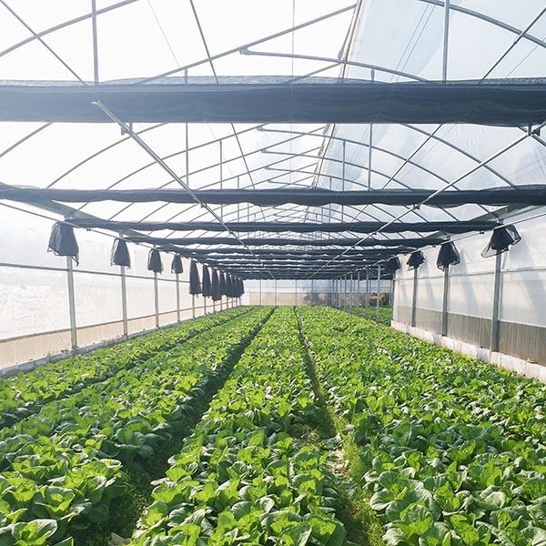 Galvanized Steel Frame Plastic Film Greenhouse For Vegetable Farming