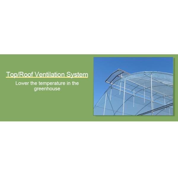 Hot Dip Glavanized Steel Polytunnel Greenhouse 10X30m Single Span