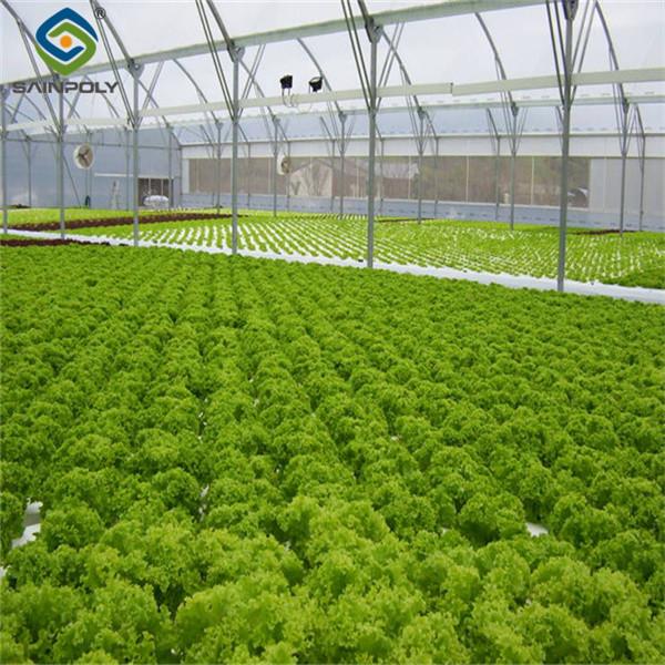 Multispan Lettuce Work Greenhouse With NFT Hydroponic Growing Systems