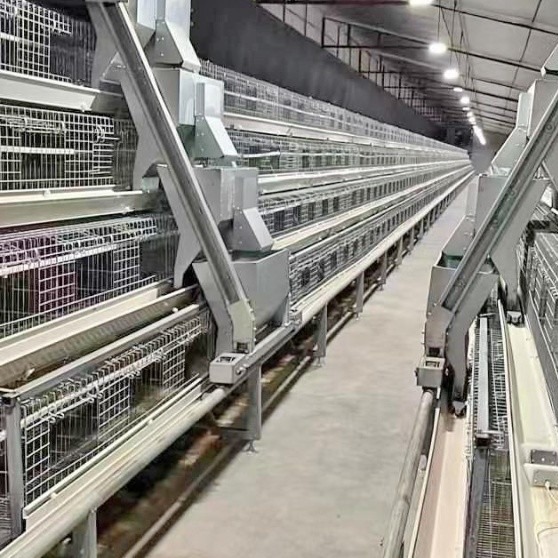 A Type H Type Automatic chicken egg  cage laying hens cage poultry farm equipment