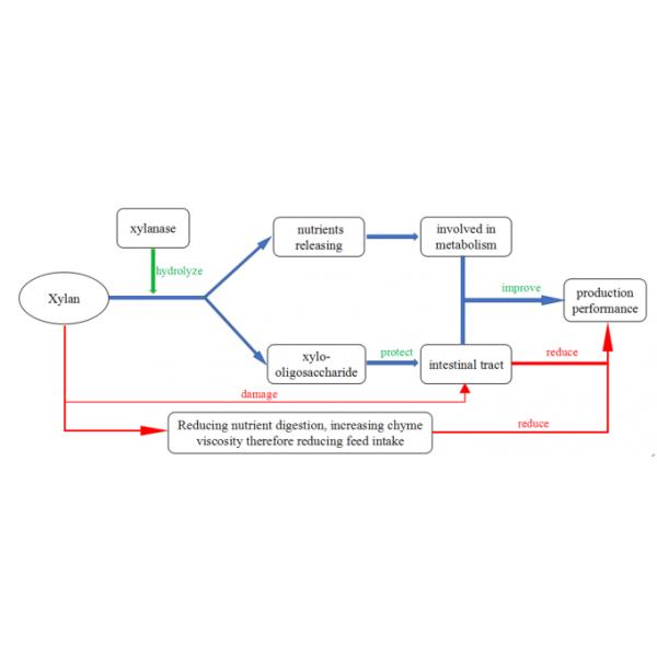 Habio Xylan-degrading Enzyme for animal diagestion improvement Combinatorial Xylanase Straw Yellow Granule