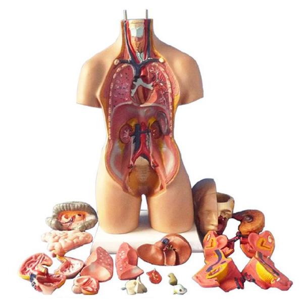 Anatomy Medical Torso Model 55cm Unisex Human Torso Model With 20 Parts For Teaching