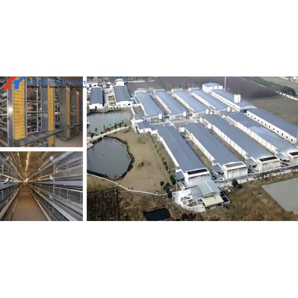 Chicken Raising Automatic Poultry Cage , Battery Chicken Cages For Laying Eggs