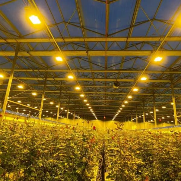 Invernadero Comercial Invernadero de plantas vegetales de planta floral Invernadero de policarbonato