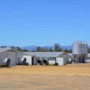 50 Year Steel Poultry House For Broiler Layer Farms With Insulated Panels
