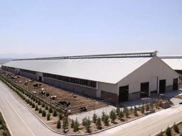 Ventilation Steel Structure Cow Shed , Durable Steel Livestock Shelter For Dairy Farm