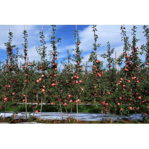 Adubo cálcico alto de Apple para os vegetais das plantas que atrasam o amadurecimento de fruto