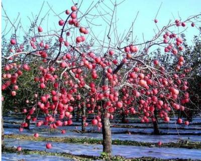 Estufa da árvore de Apple filme de uma agricultura de 12 mícrons biodegradável
