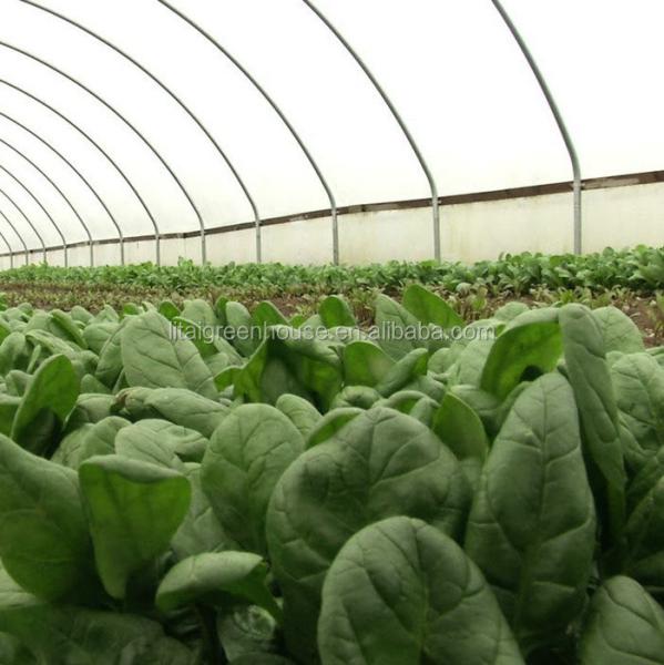 Seção 4m-5m Estufas A solução definitiva para o cultivo comercial sem solo