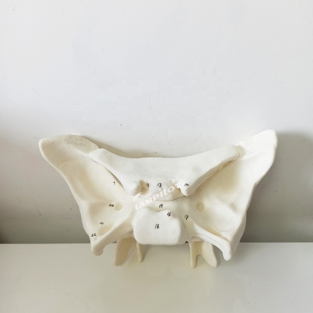 Amplified Alar Bone Sphenoid Bone Detailed Anatomy Structures Model for Medical Study