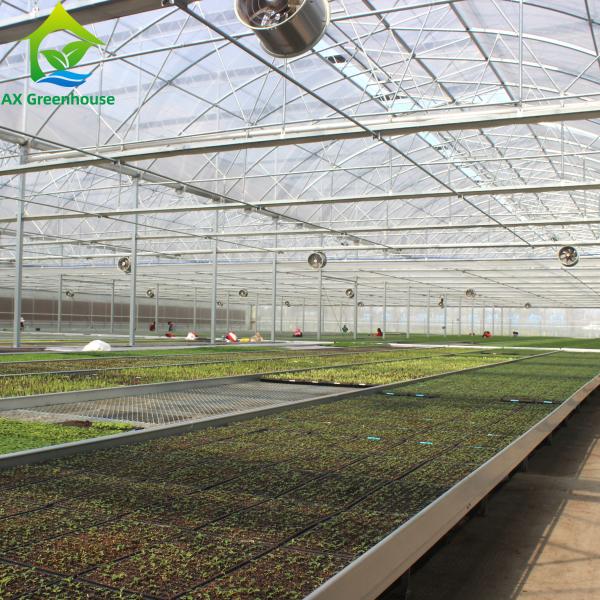 Estufa plástica do multi tomate hidropônico do período coberta do filme plástico de 150 mícrons