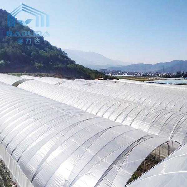 Estufa poli do túnel de Multispan dos vegetais com sistema de ventilação refrigerando