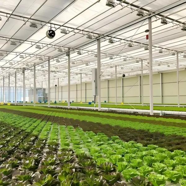Serre en polycarbonate pour culture de laitue en substrat de qualité industrielle