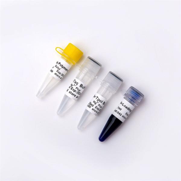 Taq DNA Polymerase for DNA Amplification