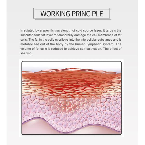 тело липолиза красного света машины 8D Lipolaser жирное горящее уменьшая 532nm 635nm 6D Lipo модернизировало версию
