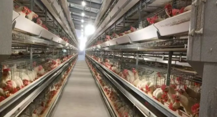 Galvanized Weather-Resistant Steel Structure Prefabricated Chicken House with Easy Rinse and Disinfect Design