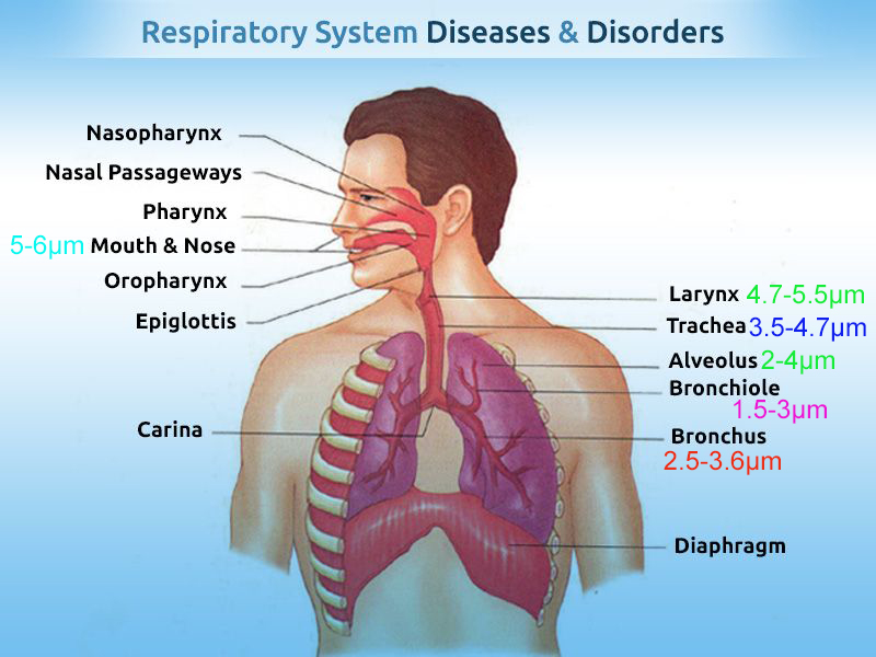 машина Nebulizer пользы дома 0.5mL/Min взрослая удваивает - канал 110kHz 1.1μm до 3.6μm