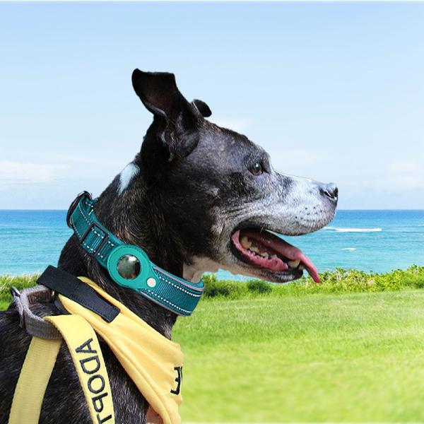 Orange Blue GPS Air Tag Dog Collar Nylon Cat Collars Adjustable Custom Logo