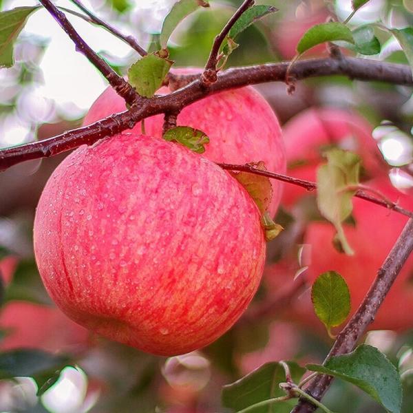 2024 Best Green Fuji Apples Fresh Product with 0.4kg Weight