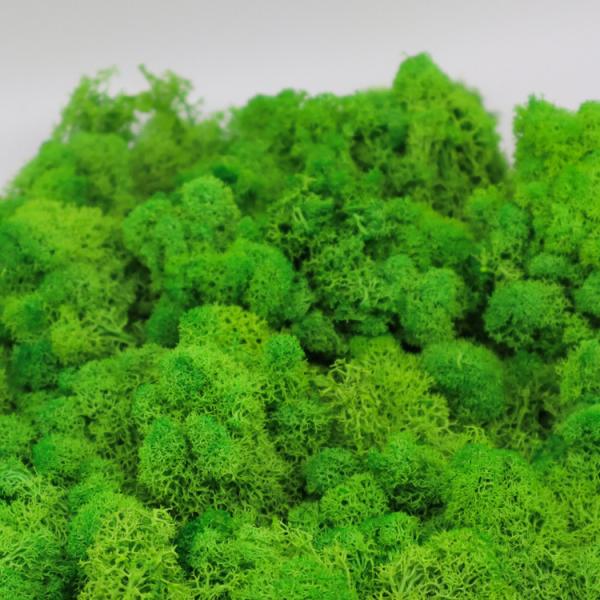 Multiple Colors Interior Decoration Preserved Green Wall With Simple Structure