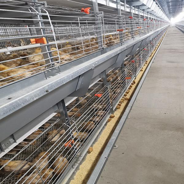 Q235 4 séries Hen Cage Broody, sistema automático da gaiola de bateria de 50000 pássaros