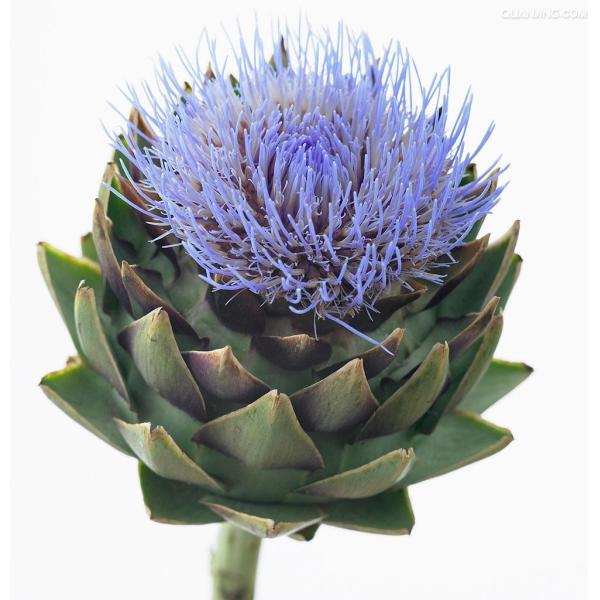 Plant medicine extracts cynara scolymus extract/artichoke leaf extract 5% Cynarin powder