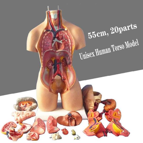 Anatomy Medical Torso Model 55cm Unisex Human Torso Model With 20 Parts For Teaching